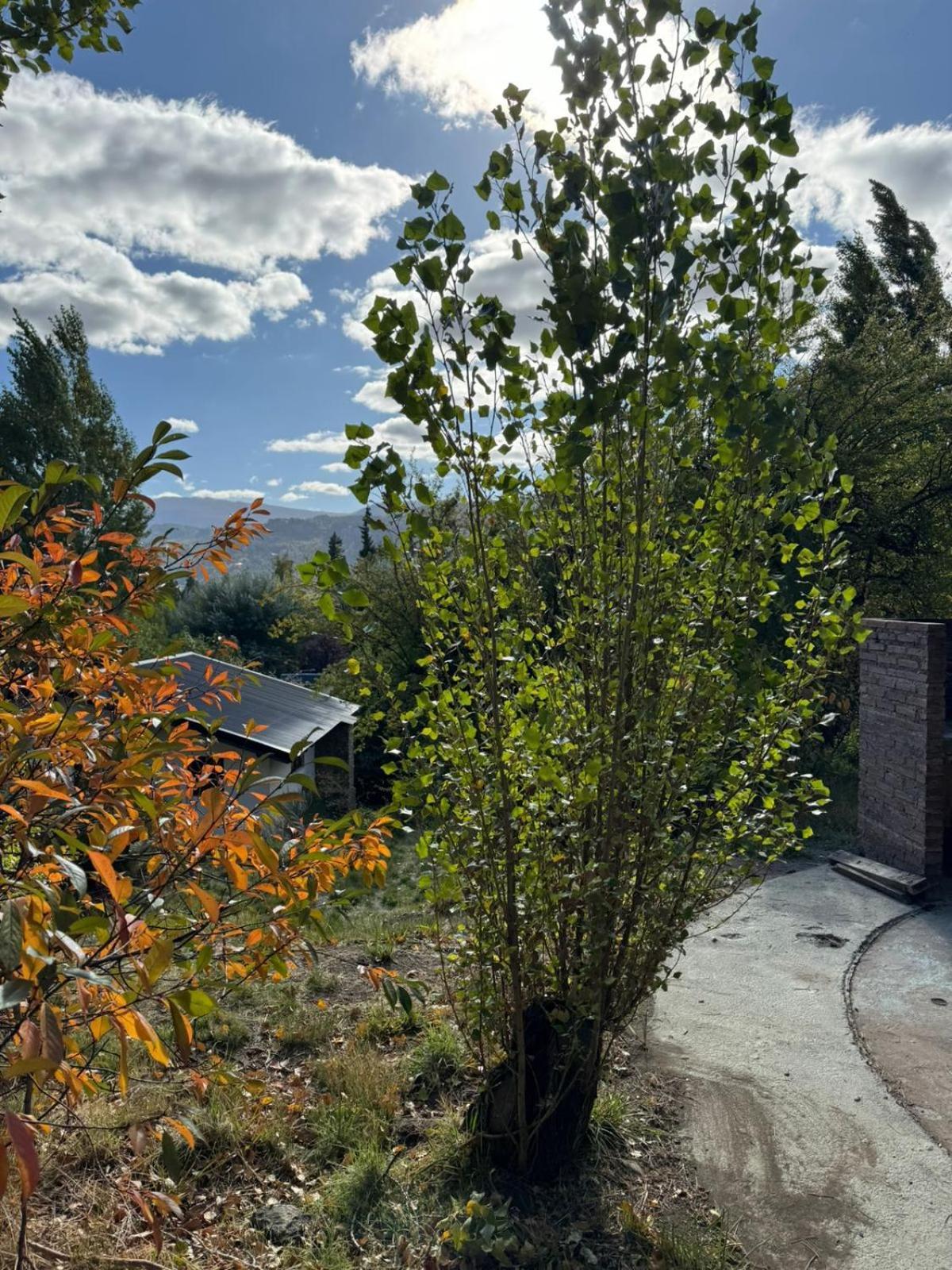 Villa Huilen De Bandurrias San Martín de los Andes Exterior foto